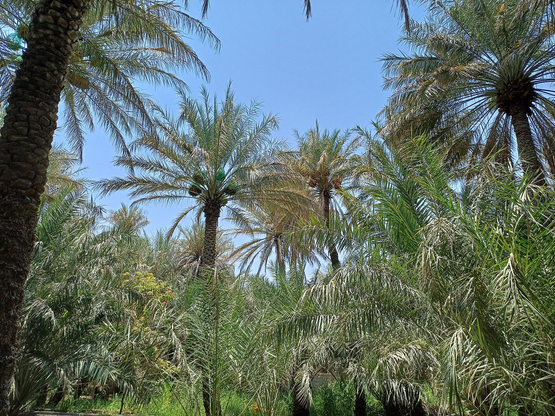 Tree-lined avenue in Al Ain oasis city